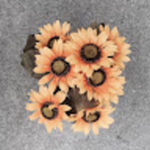 Meet your Posher, Ella